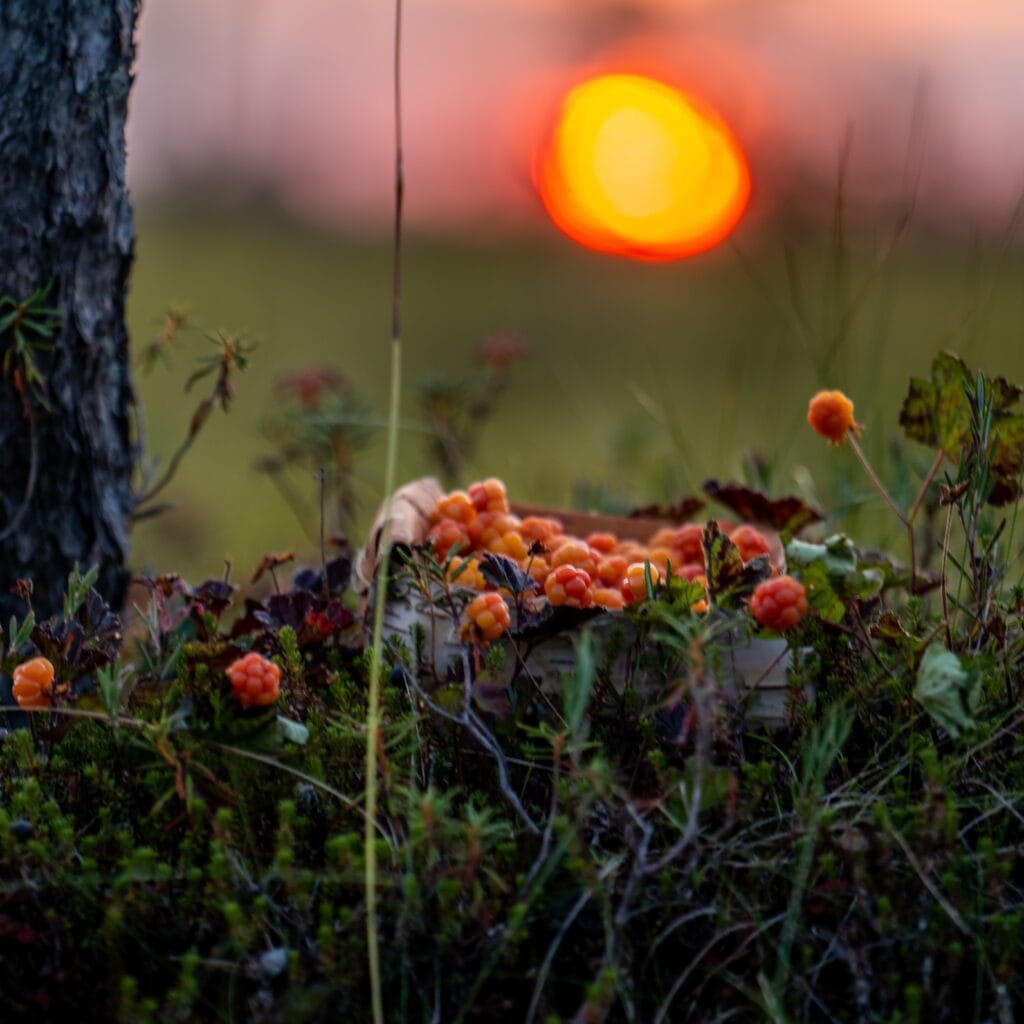 hilloja tuohiastiassa mättäällä