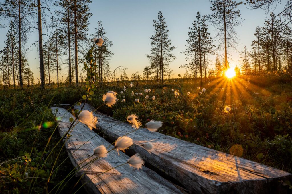 Pitkospuut suolla auringon nousun aikaan. Suolla on mäntyjä ja suopursuja.